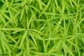 Background of thin fine bright green leaves with drops at summer