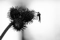 Background with thistle and insect in black and white. Insect over thistle - isolated and black silhouette macro. . Royalty Free Stock Photo