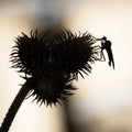 Background with thistle and insect in black and white. Insect over thistle - isolated and black silhouette macro. . Royalty Free Stock Photo