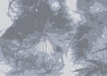 Background of a thistledown, gray. Vector Royalty Free Stock Photo