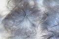 Background of a thistledown, negative Royalty Free Stock Photo