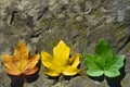 Background with three autumn colored leaves lying on a stone side by side and shining in the sunlight Royalty Free Stock Photo