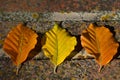 Background with three autumn colored leaves lying on a stone side by side and shining in the sunlight Royalty Free Stock Photo