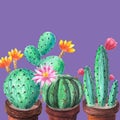 Background with three different cactuses in brown pots with colorful flowers are standing in the row on violet background.Blooming