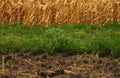 Background of the three periods - bare ground, green grass and autumn harvest Royalty Free Stock Photo