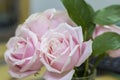 Background three pink and white roses in a bouquet of flower Royalty Free Stock Photo