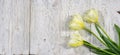 Background with three unusual white and yellow tulips