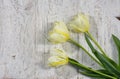 Background with three unusual white-and-yellow tulips