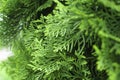 Background Thuja evergreen tree leaves. Thuja branches close up. Green nature background or Wallpaper Texture Royalty Free Stock Photo