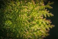 Background Thuja evergreen tree leaves. Thuja branches close up. Green nature background or Wallpaper Texture Royalty Free Stock Photo