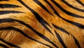 Background with tiger fur pattern . Royalty Free Stock Photo
