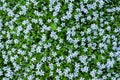 Background of tiny blue flowers Royalty Free Stock Photo