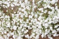 Background with tiny white flowers gypsophila paniculata Royalty Free Stock Photo