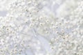 Background with tiny white flowers (gypsophila paniculata), blur Royalty Free Stock Photo