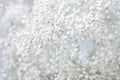 Background with tiny white flowers (gypsophila paniculata), blur Royalty Free Stock Photo