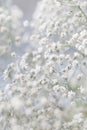 Background with tiny white flowers (gypsophila paniculata), blur Royalty Free Stock Photo