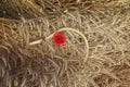 Background tool sickle lies on the field with Golden ears of ripe bread and red poppy flowers Royalty Free Stock Photo