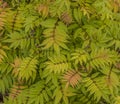 Background of top view of delicate green and yellow and orange leaves of False Spirea Sem Sorbaria sorbifolia with distinct veins