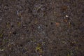 Background, top view. Frozen ground covered with pieces of ice with small green bores. The snow begins to melt and Royalty Free Stock Photo