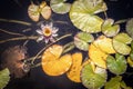 Background of top view of water lilies with one pink blossom and green and yellow pads - leaves foating on dark pool Royalty Free Stock Photo