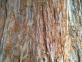 Background tree bark closeup - Californian redwood Sequoia Sempervirens