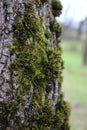 Background tree bark covered with fluffy moss