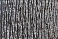 Background tree bark Royalty Free Stock Photo