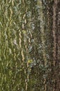 Background of tree bark with lichens