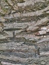 Tree bark background with different textures Royalty Free Stock Photo