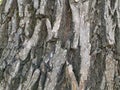 Tree bark background with different textures Royalty Free Stock Photo