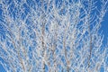 Background with tree branches covered with snow Royalty Free Stock Photo