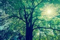 Background of tree branches with green foliage with sun radius. Royalty Free Stock Photo