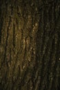 Background, tree, hornbeam tree bark and moss.close up.beautiful artistic light