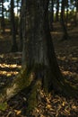 Background, tree, hornbeam tree bark and moss.close up.beautiful artistic light