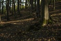 Background, tree, hornbeam tree bark and moss.close up.beautiful artistic light