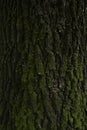 Background, tree, hornbeam tree bark and moss.close up.beautiful artistic light