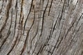 Background tree texture photo of huge rustic weathered wood bark Royalty Free Stock Photo