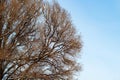 Background of trees for a double exposure, trees against the sky, branches on a homogeneous blue background, many branches, branch Royalty Free Stock Photo