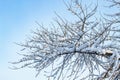 Background of trees for a double exposure, many branches, branches in snow, snow on branches, snow on trees