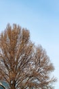 Background of trees for a double exposure, trees against the sky, branches on a homogeneous blue background, many branches, branch Royalty Free Stock Photo