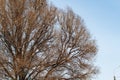 Background of trees for a double exposure, trees against the sky, branches on a homogeneous blue background, many branches, branch Royalty Free Stock Photo