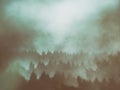 Background of trees with grungy textures Royalty Free Stock Photo