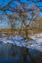 Background of trees mirrored on rippled water surface Royalty Free Stock Photo