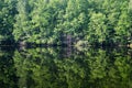 Reflection in a forest lake Royalty Free Stock Photo