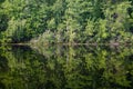 Reflection in a forest lake Royalty Free Stock Photo