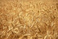 Background of triticale ears in the field Royalty Free Stock Photo