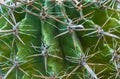 Background tropical green cactus with large spikes