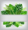 Background with Tropical jungle leaves