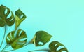 Background of tropical leaves on a blue background, tropical foliage monstera with split-leaf foliage that grows in the