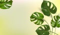 Background of tropical leaves on a green background, tropical foliage monstera with split-leaf foliage that grows in the